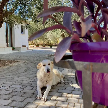 Equiturismo San Lorenzo - Kamara Gasthuis Cammarata